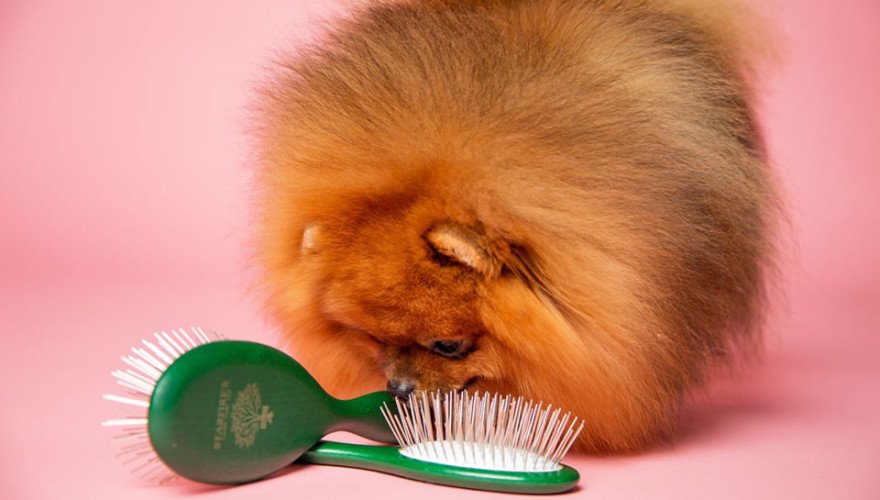 How to choose the right pin brush for Your dog?