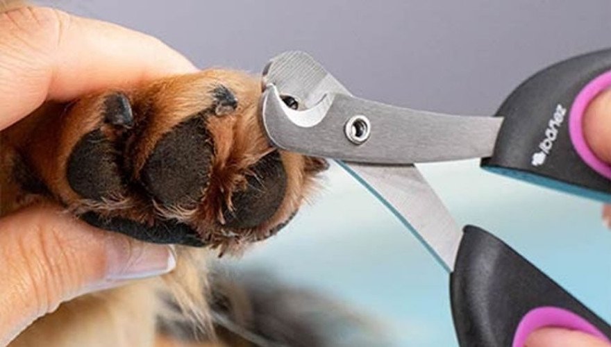 Why it is important to cut Your pet's nails?